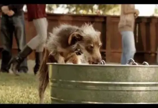 Bud Light Weego Dog Commercial Song