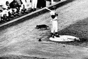 The Chicago Cubs march to October and the inevitable collapse 1 Curse? What curse?