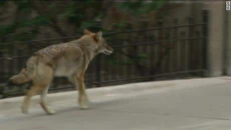 There are Coyotes running all around Lincoln Park in Chicago