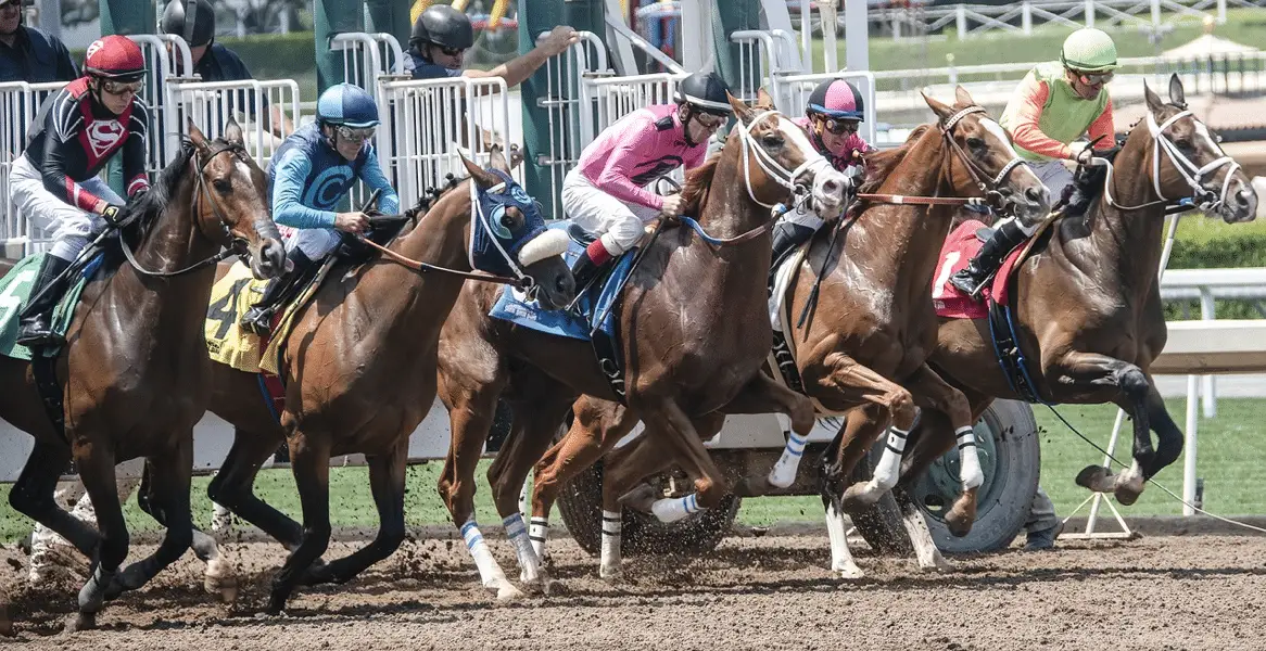 Get Acquainted With The 2021 Pegasus Cup Top Favorite