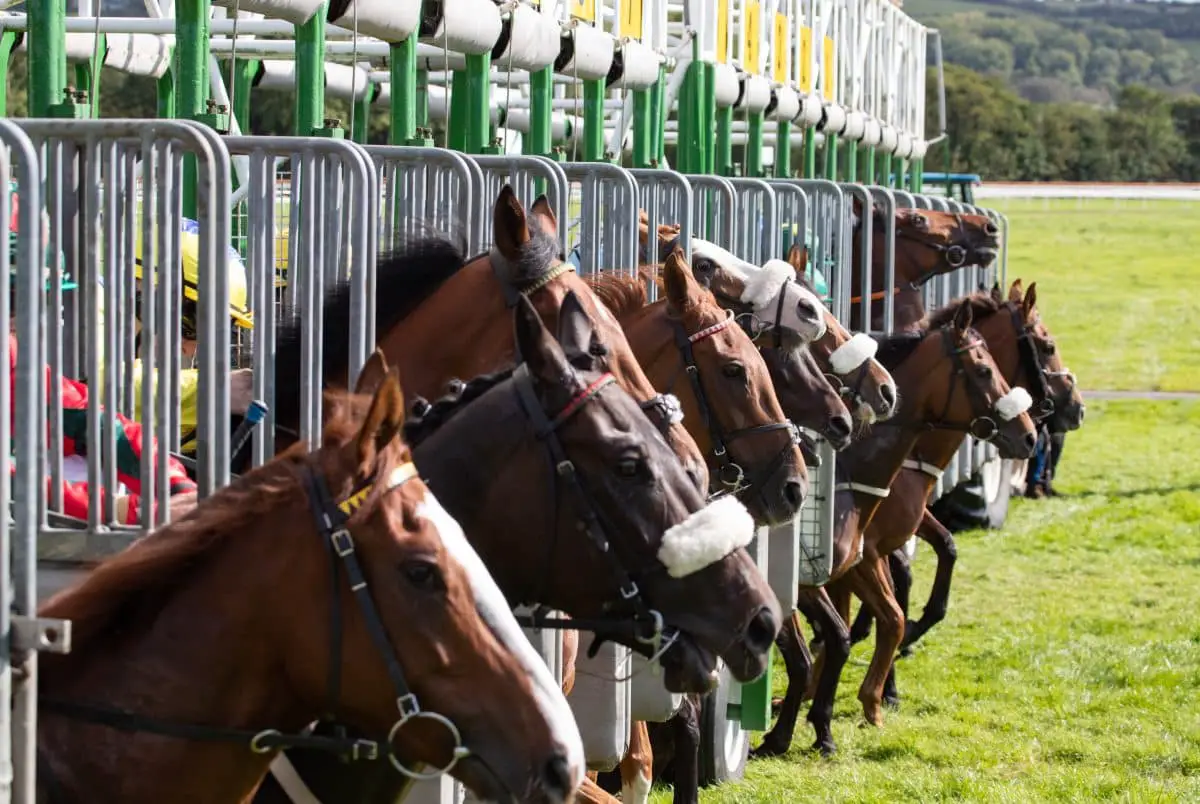 What To Know About The Australian Horse Racing Calendar CHICITYSPORTS